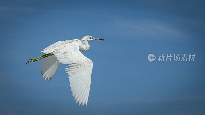 飞行中的白鹭，(Egretta thula)，飞行中的白鹭，Península de Zapata国家公园，古巴。